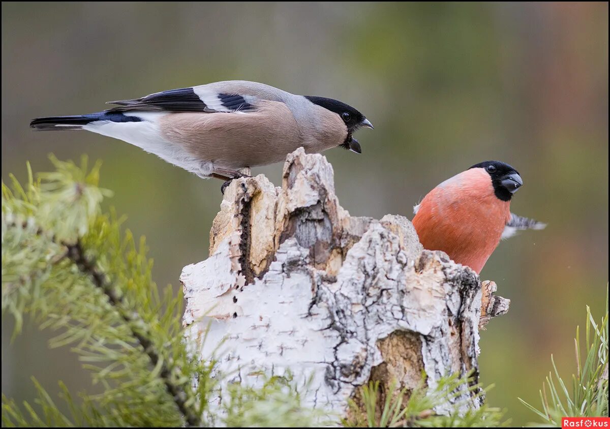 снегирь птица самец. снегирь птица самка. снегирь самка. снегирь самка и самец. снегирь самка и самец.