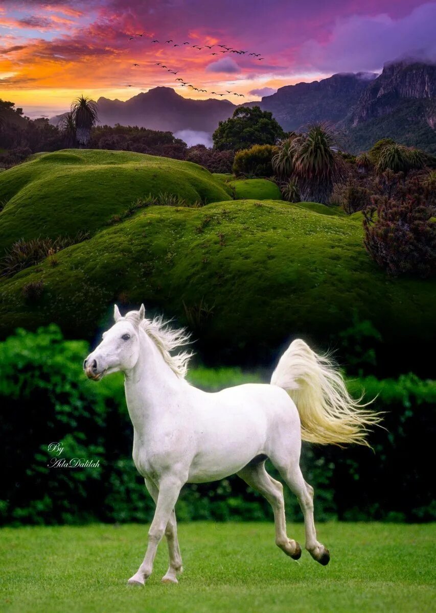 Белая лошадь. Красивые лошадки. Очень красивые лошади. Красивый конь.