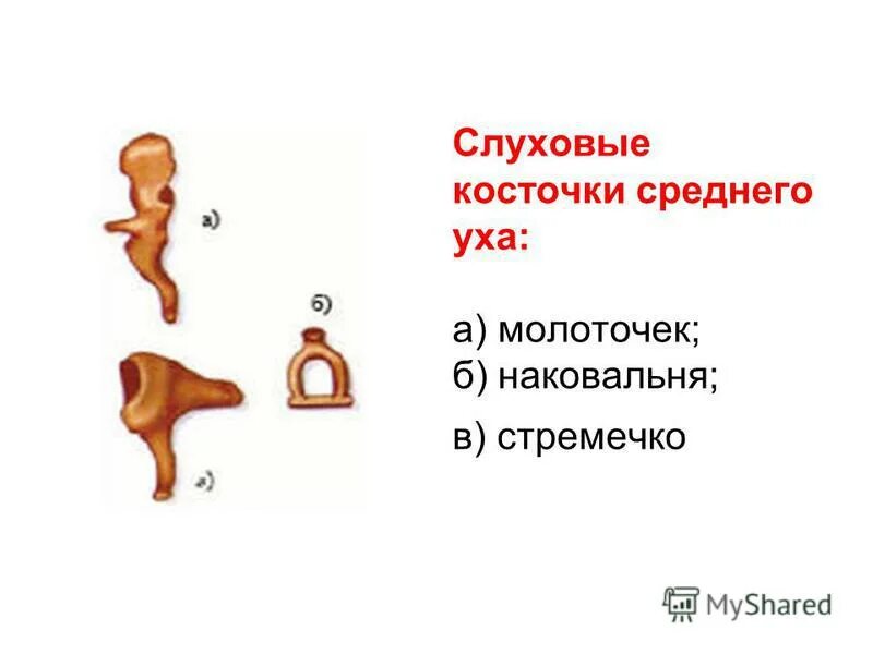 Какую функцию выполняют слуховые косточки