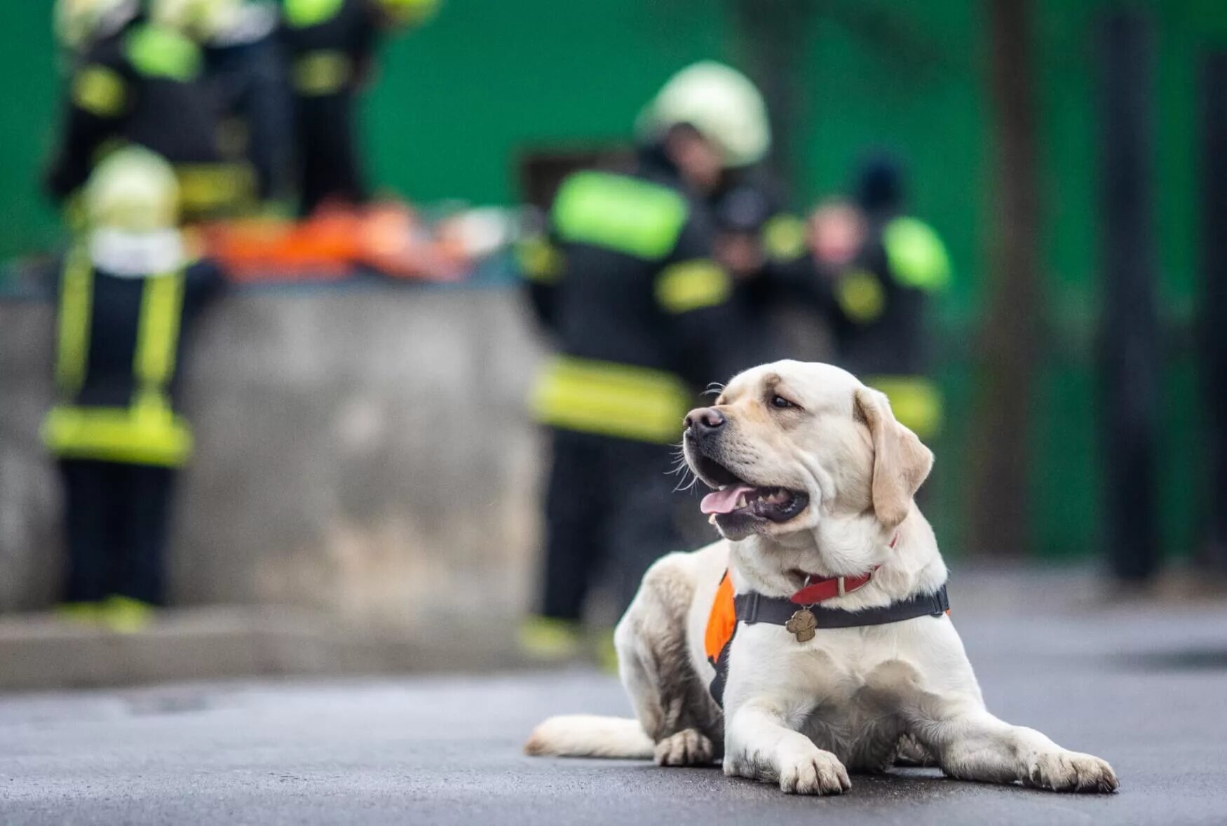 Какие собаки спасают людей. Собака ньюфаундленд собака спасатель. Какие собаки спасают людей. Швейцарский сенбернар. Сенбернар.