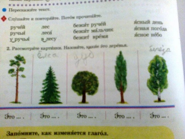 Продолжительность деревьев дуб. Название деревьев и продолжительность их жизни окружающий мир 1 класс. продолжительность деревьев 1 класс окружающий мир. название дерева и его продолжительность жизни 1 класс. продолжительность жизни деревьев 1 класс таблица.