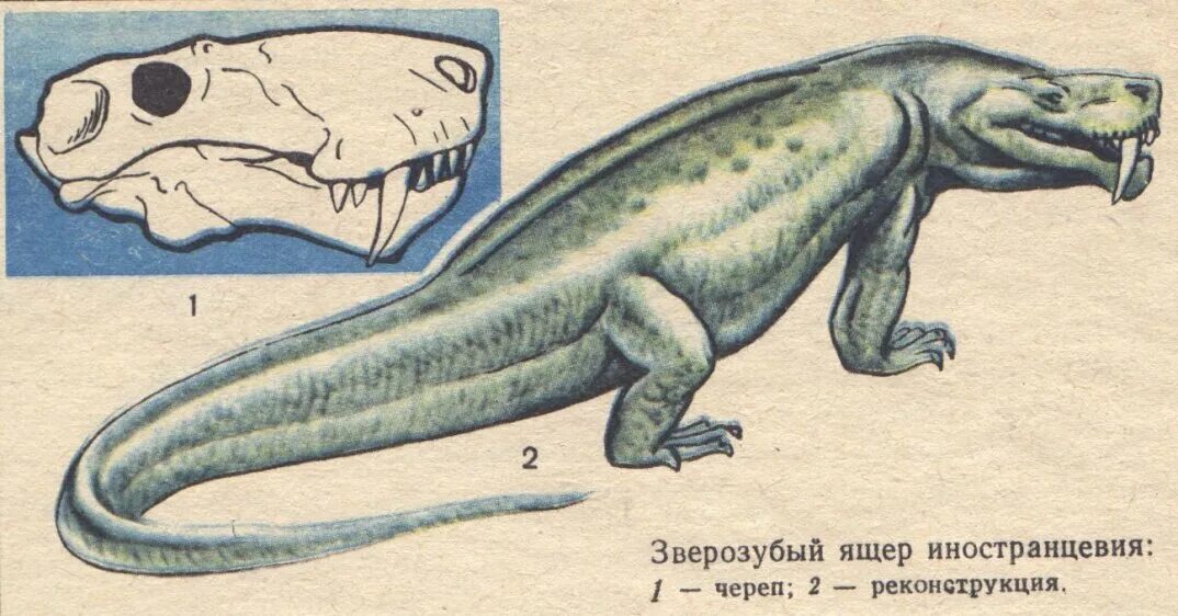 На рисунке изображен майаспондил вымершая рептилия. Териодонты терапсиды. Зверозубый ящер иностранцевия. Терапсиды зверозубые. Зверозубые ящеры териодонты.