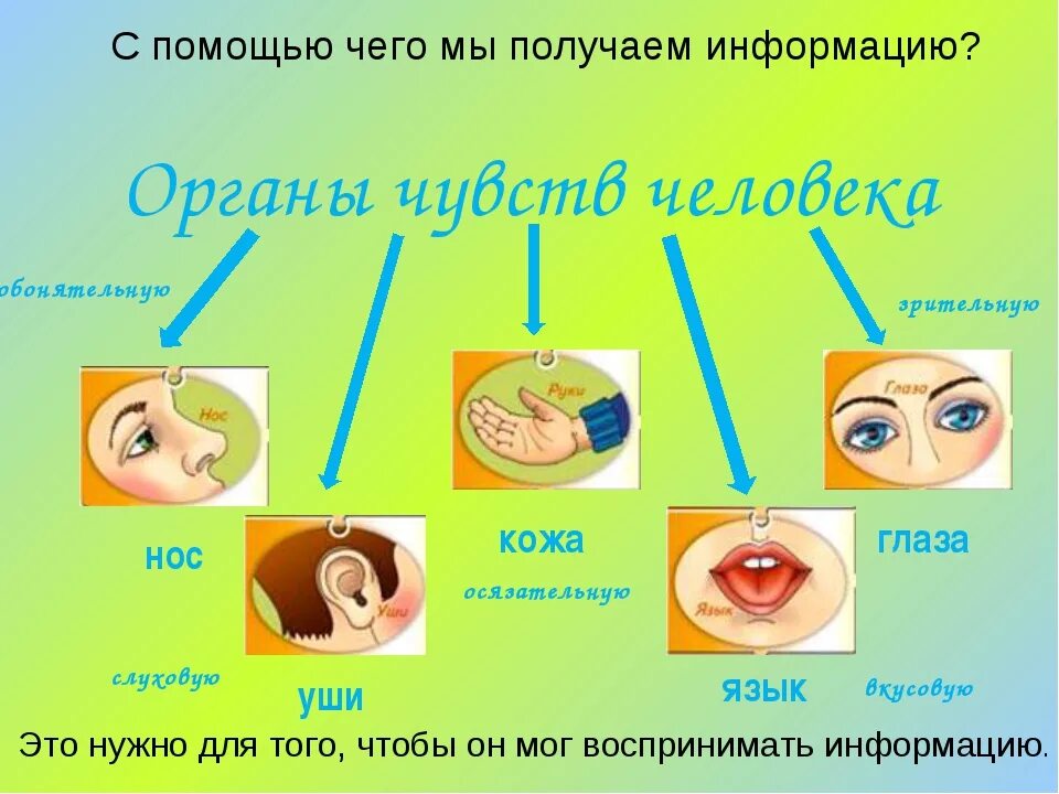 Сколько органов чувств у человека. Органы чувств и информация. Информация про органы чувств человека. Перечислите органы чувств. Органы восприятия информации.