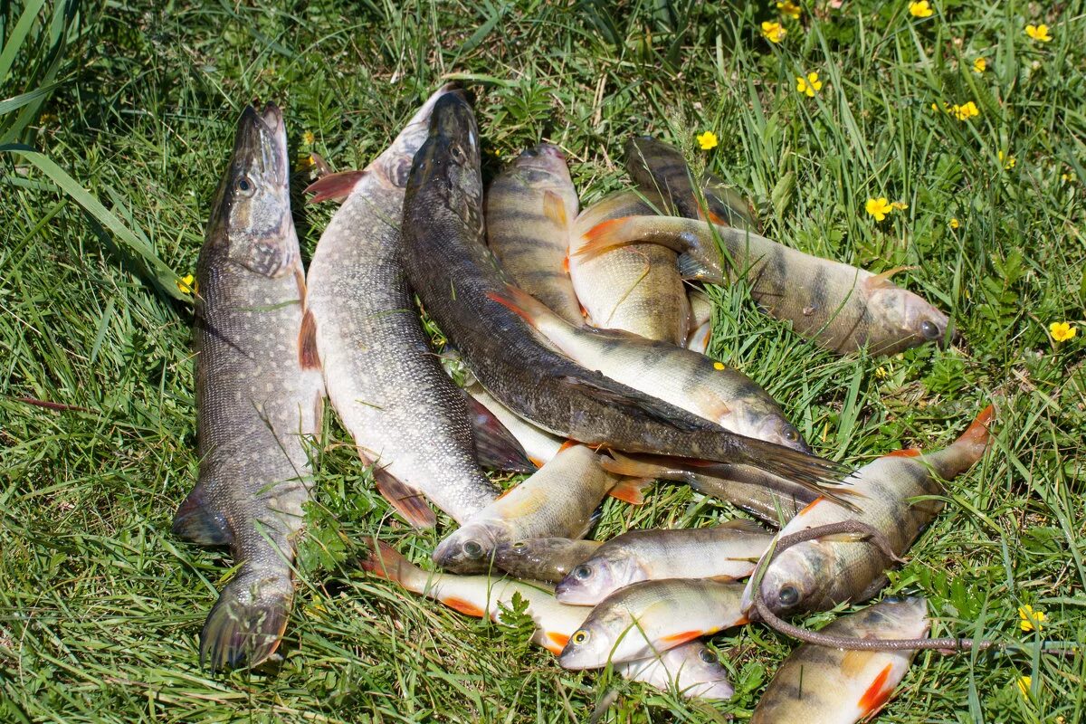 рыбалка на севере. охотское море рыбозавод. рыболовство в сибири. рыболовство в сибири. рыбаки сибири.