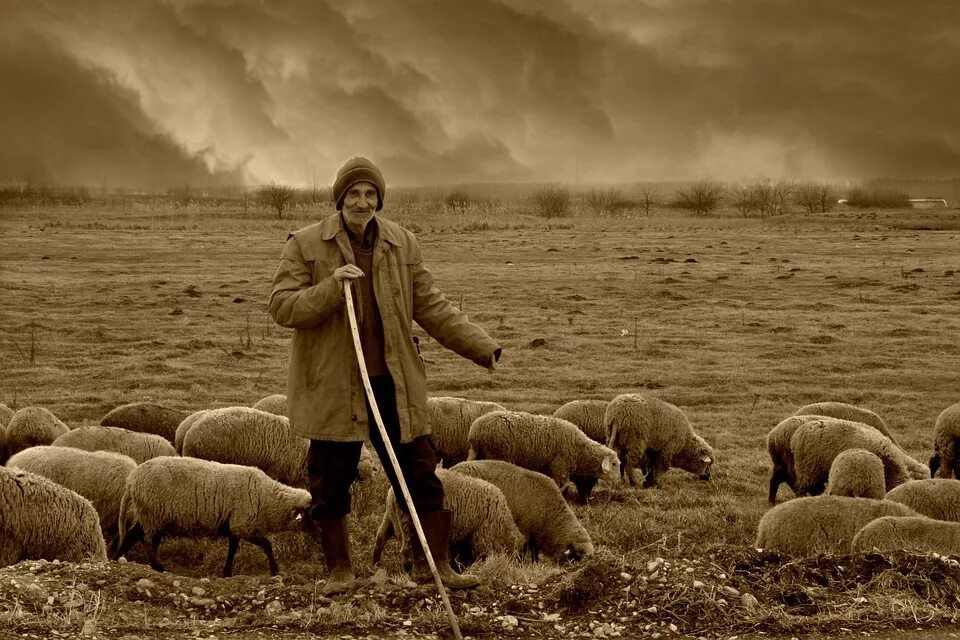 Пастух в старину. Чобан пастух. Чабан пасет овец. Пастух пасет овец Калмыкия. Чабан пастух.