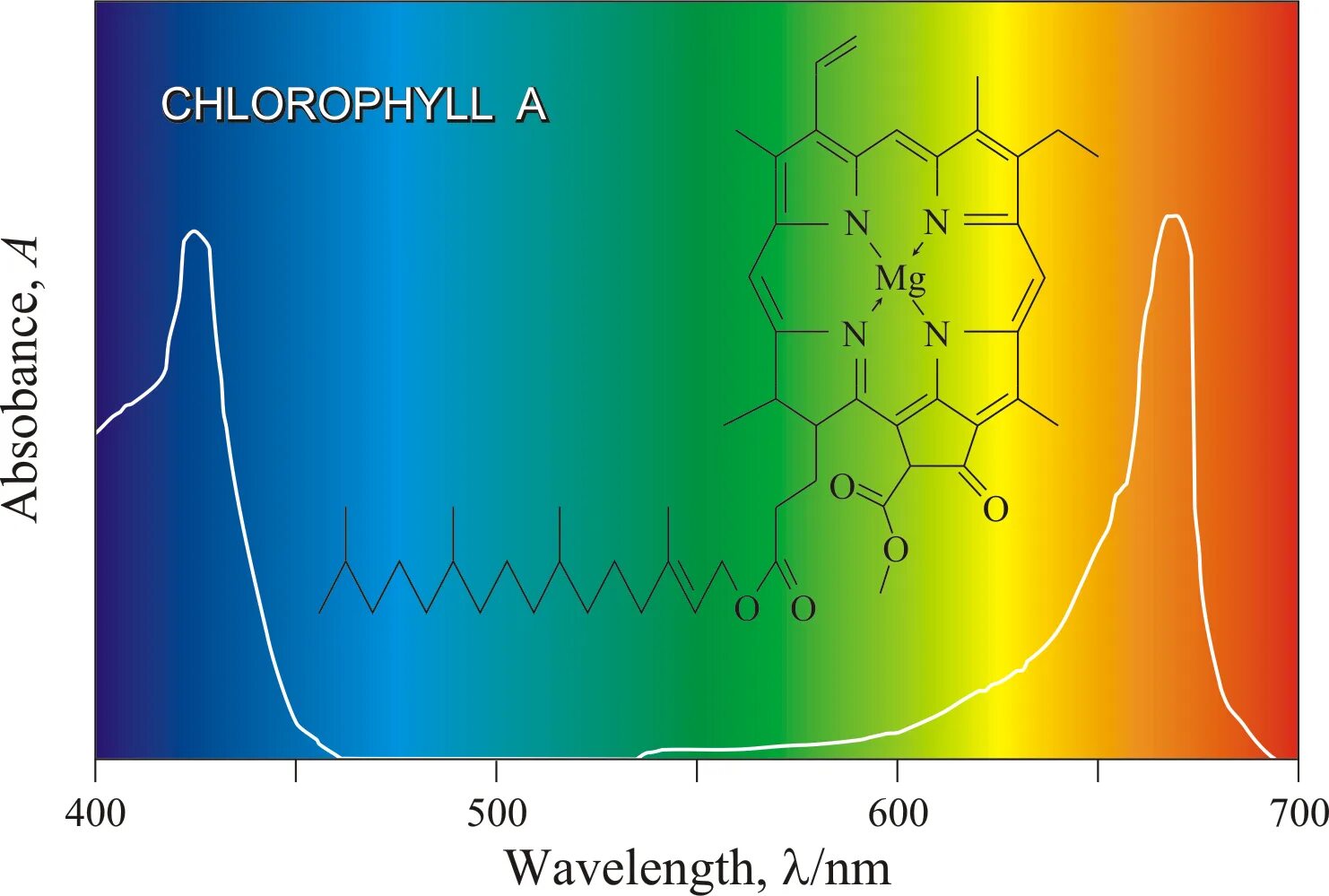 Хлорофилл c1. Спектр хлорофилла. Хлорофилл а и б. Поглощение хлорофилла. Хлорофиллы поглощают свет