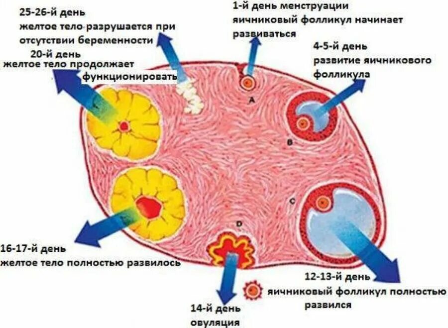 Образование желтого тела в яичнике. Желтое тело при яичниковой беременности. Структура яичника содержит жёлтое тело что это.