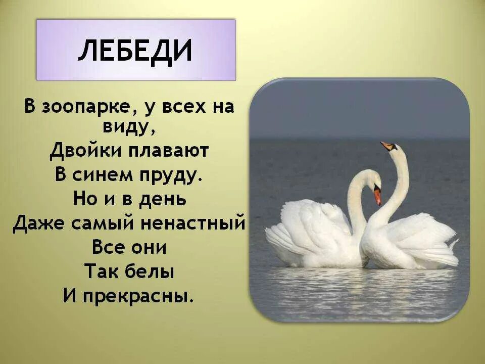 Стих лебеди. Стих про лебедя. Детские стихи про лебедей. Стихотворение про лебедя для детей. Загадка про лебедя.