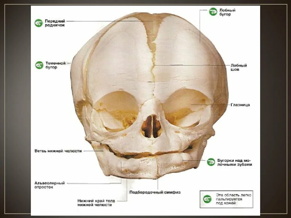 Лоб кость. Строение скелета черепа новорожденного ребенка. Череп младенца анатомия строение. Строение черепа кости.