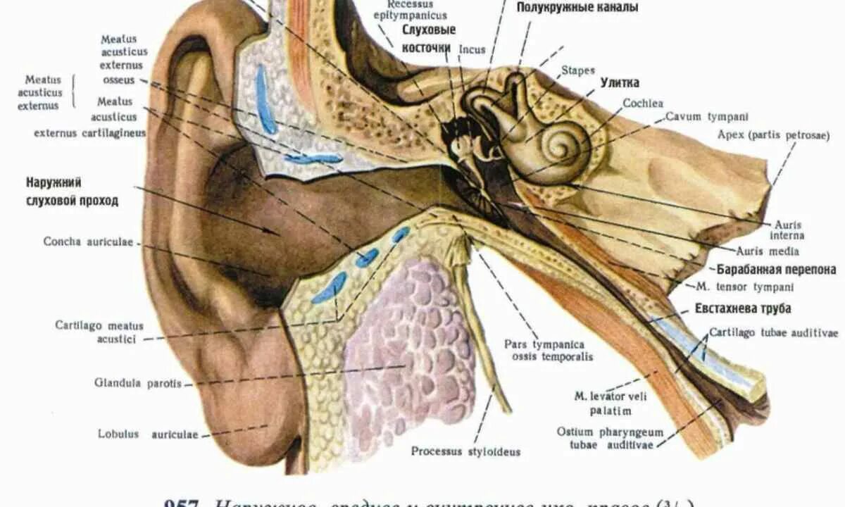 Ostium pharyngeum tubae auditivae. Строение наружного уха анатомия латынь. Строение внутреннего уха анатомия на латыни. Орган слуха анатомия латынь. Наружное ухо анатомия латынь.