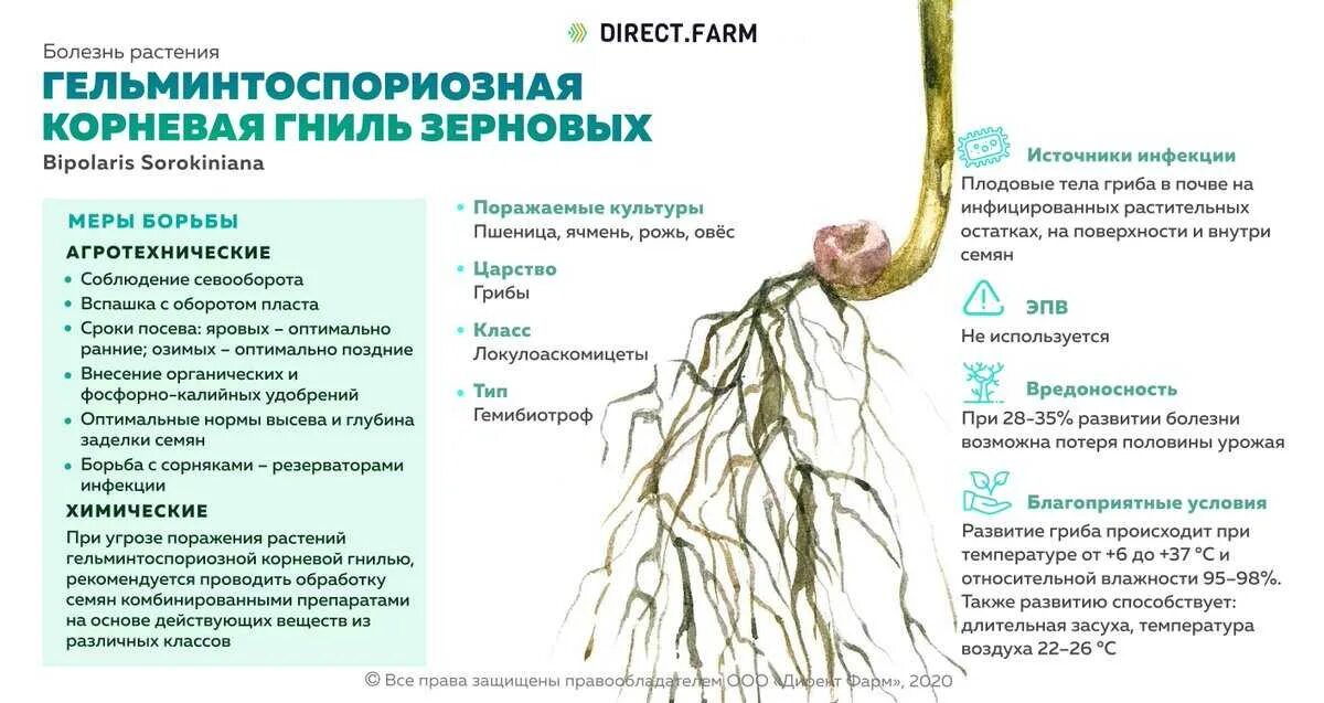 Род корневых 8. Гельминтоспориозная корневая гниль. Гельминтоспориозная корневая гниль ячменя. Гельминтоспориозная гниль злаков. Фузариозные корневые гнили озимой пшеницы.