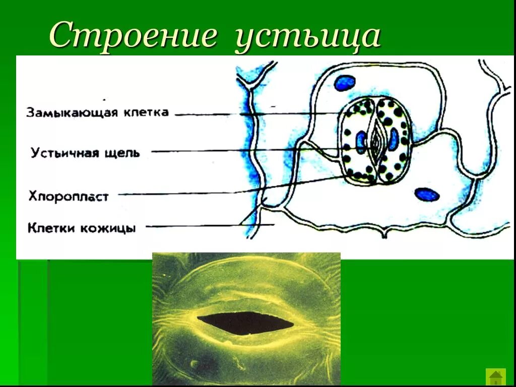 Устье растений. Строение устьичного аппарата. Строение устьиц растений. Строение устьица 6 класс биология. Строение устьичного аппарата листа.