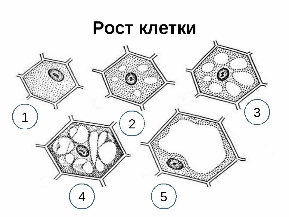 Фазы развития клетки. Фазы развития растительной клетки. Схема роста растительной клетки. Рост и развитие растительной клетки. Стадии развития растительной клетки.