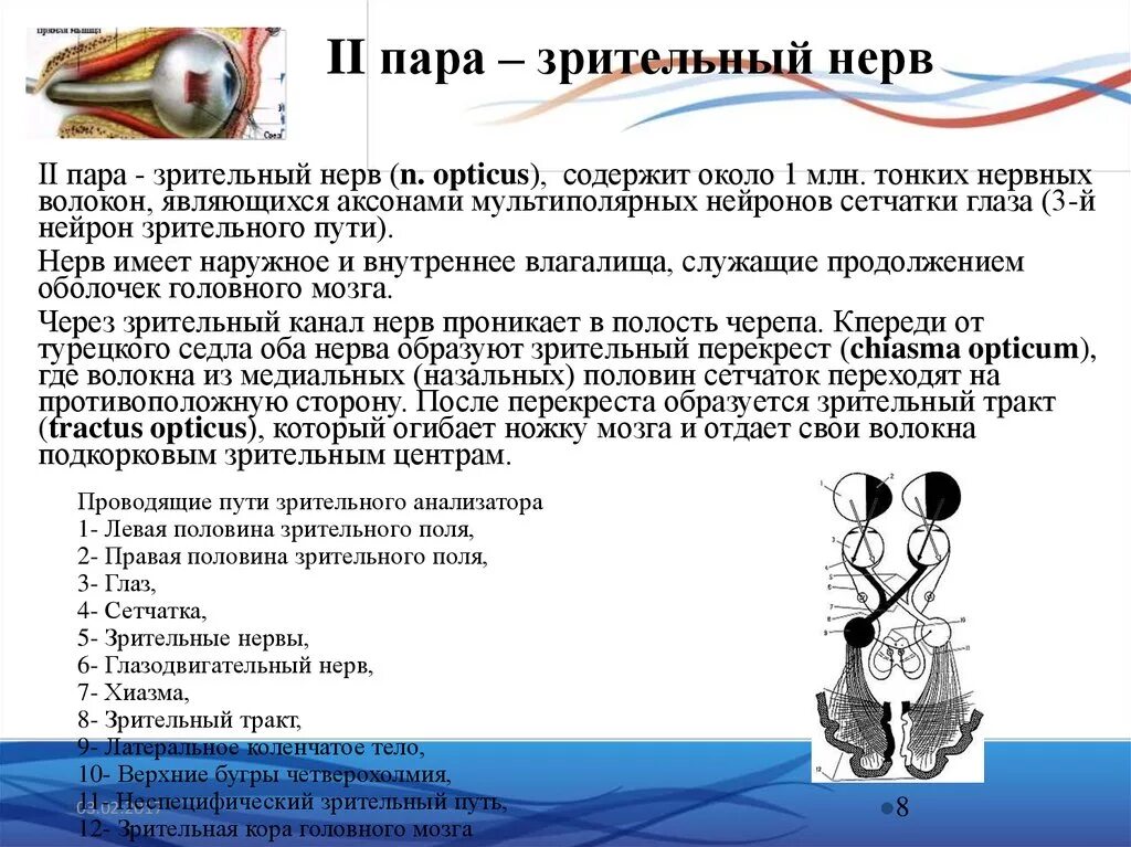 2 Пара ЧМН функции. Зрительный нерв (II пара, 2 пара, вторая пара черепных нервов), n. Opticus. Зрительный нерв (II пара) схема. 2 Пара ЧМН зрительный нерв. Два зрительных нерва