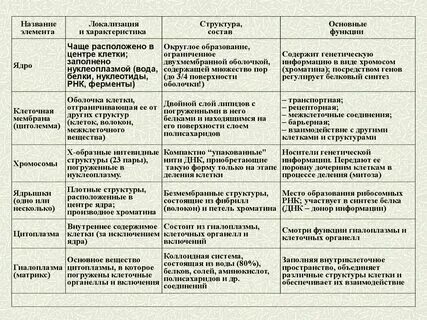 Клеточные органоиды и их функции. Деление клетки
