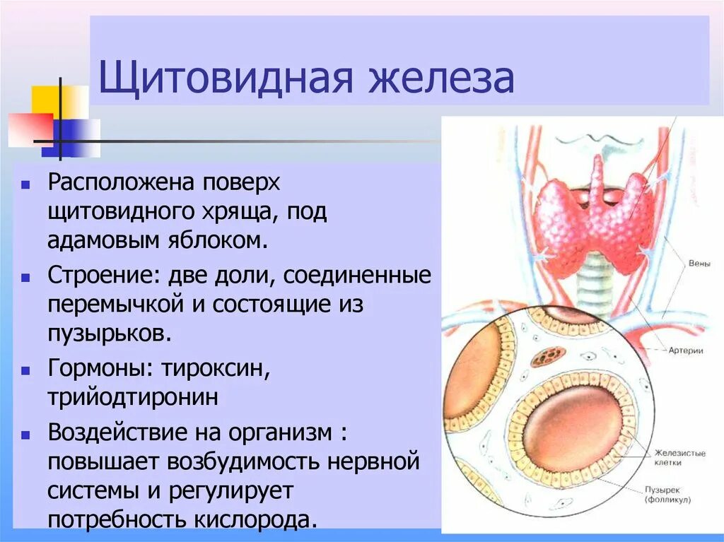 В какую систему входит щитовидная железа. Строение внутренне щитовидной железы. послойное строение щитовидной железы. железы внутренней секреции щитовидная железа. внешнее строение щитовидной железы человека.