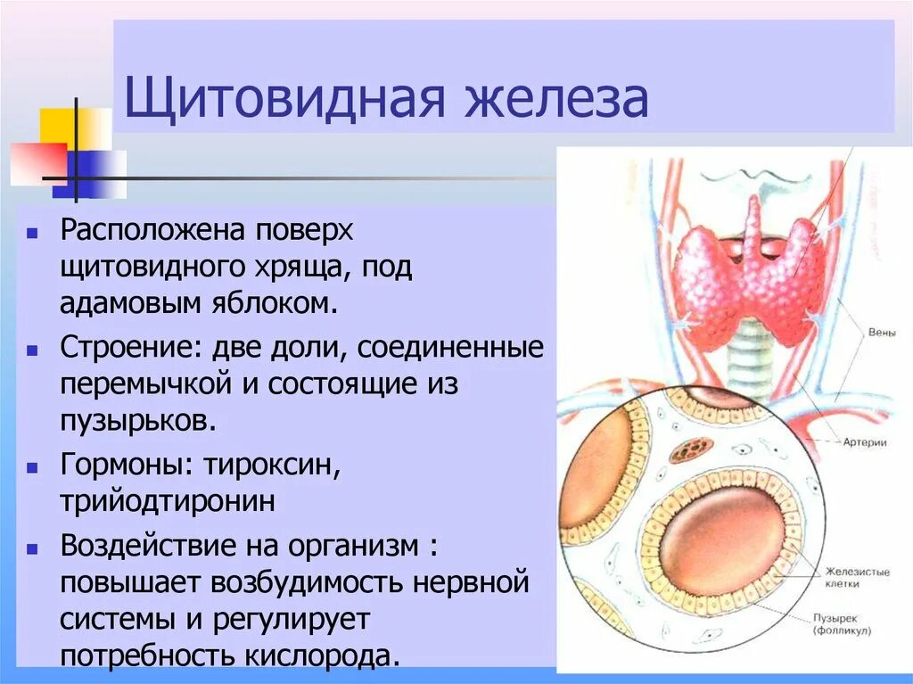 В какую систему входит щитовидная железа