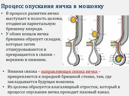 Побаливают яички причины