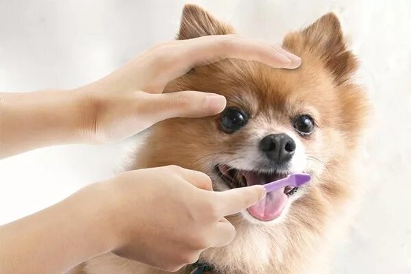 Как чистить зубы шпицу. Как чистить зубы шпицу. Щетка для зубов собак. Как чистить зубы шпицу. Щетки для чистки зубов у шпица.