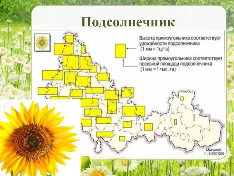Карта семечки. Карта семечки