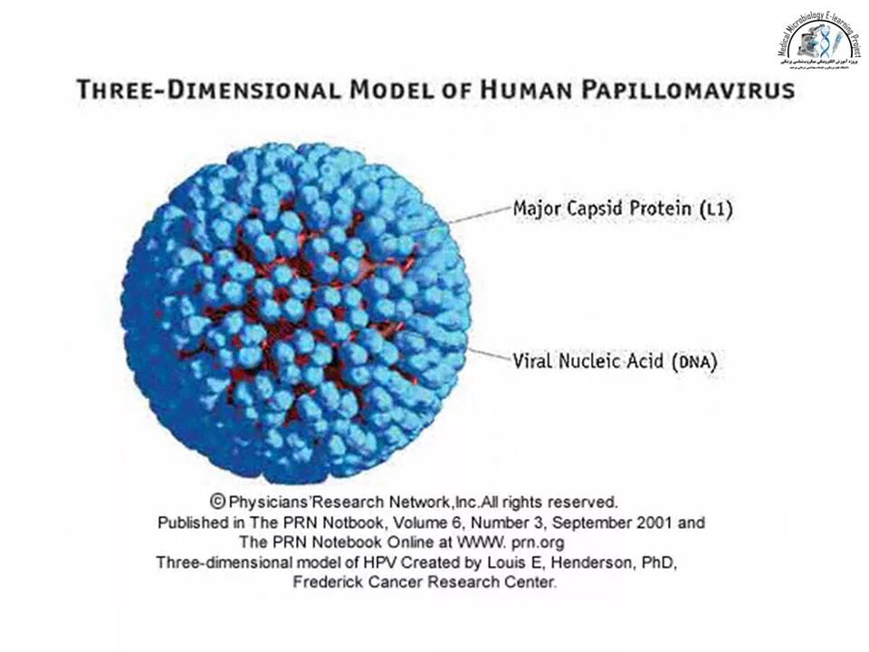 Hpv 16 18