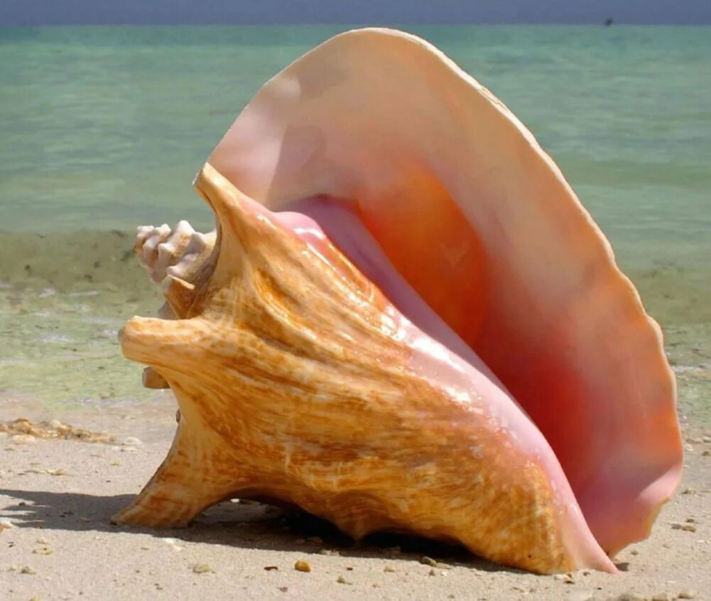 Тигровый Рапан. Раковина Conch Shell. Красивые ракушки. Необычные морские раковины.