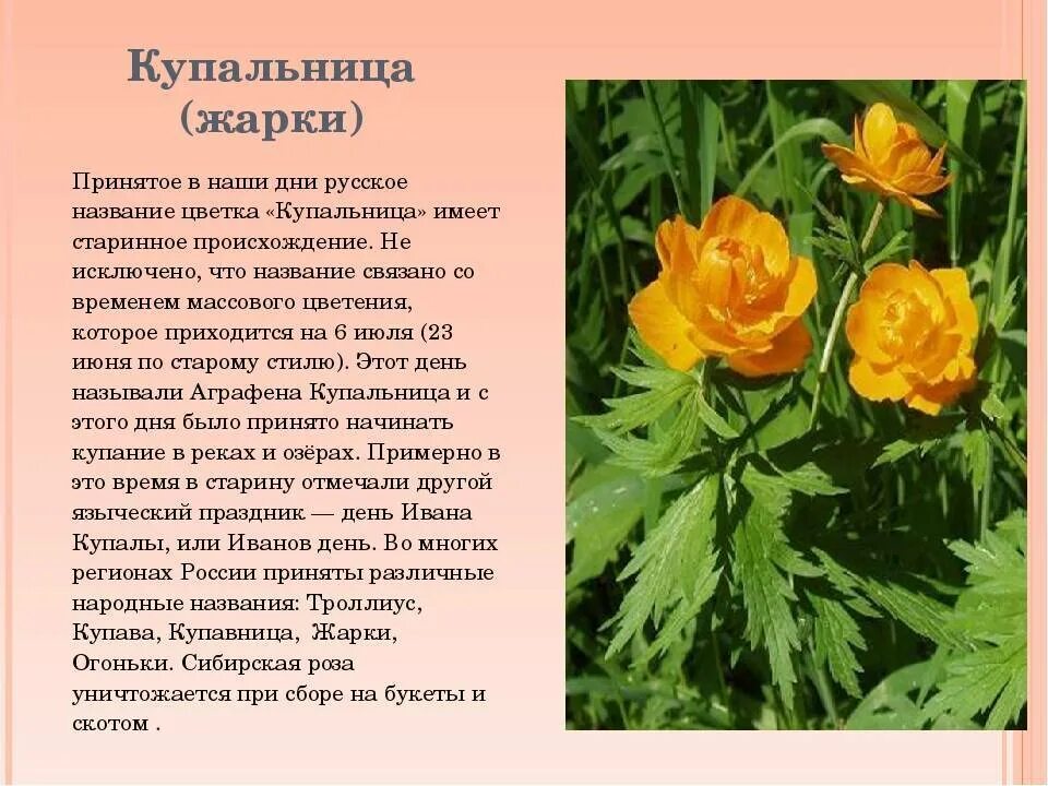 Какой тип питания характерен для купальницы. Калужница купальница. Купальница Trollius stenopetalus. Купальница (Trollius). Купальница азиатская жарок.