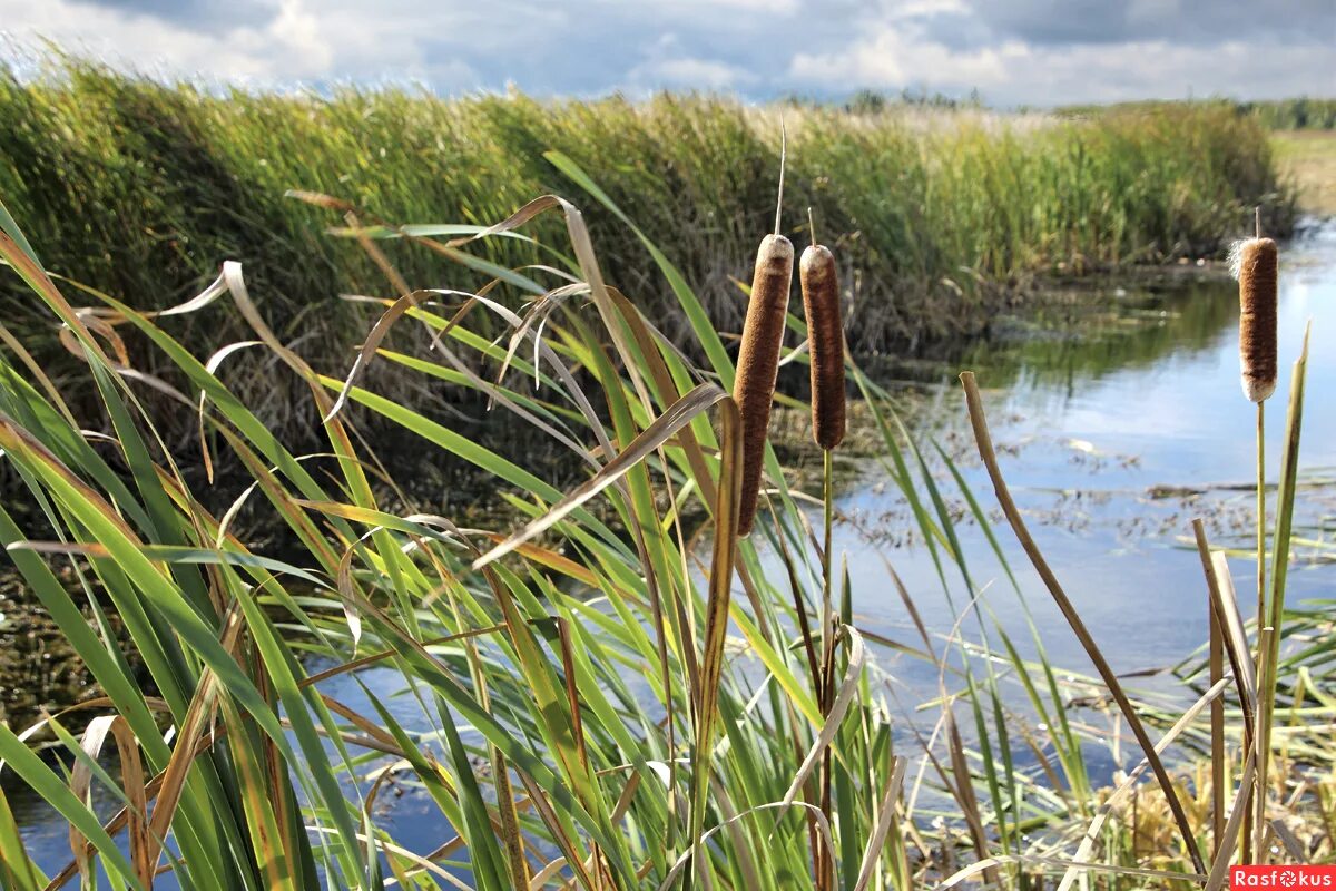 девушки на сборе камыша латвия 1920. камыш трёхгранный. шумел камыш. камыш. камыши на прозрачном фоне.
