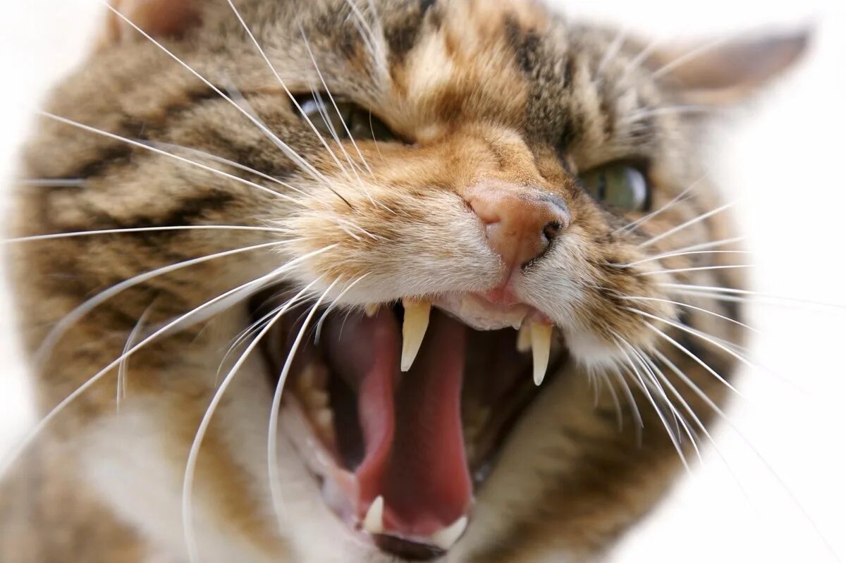 Агрессивные звуки котов. Кот шипит. Кусачая кошка. Бешеная кошка. Агрессивный кот.