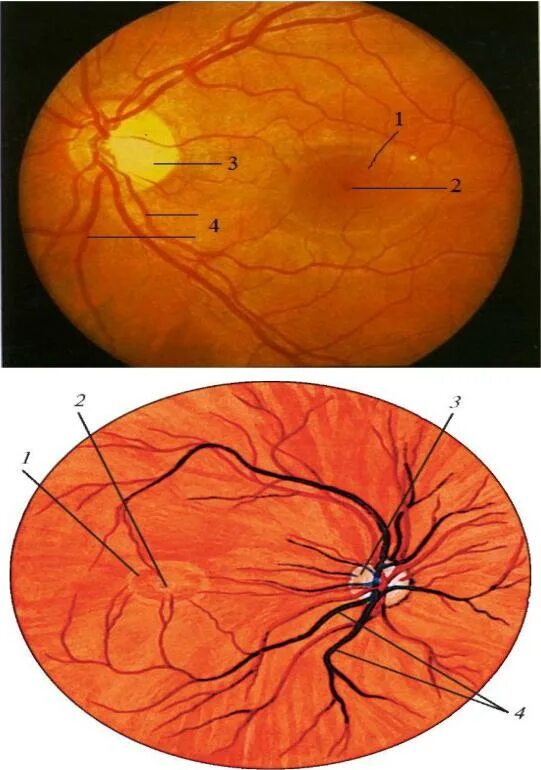 Сосудистые пучки это. Кровоснабжение сетчатки глаза. Наружная фиброзная оболочка глаза. Центральная артерия сетчатки. Сосуды сетчатки глаза анатомия.