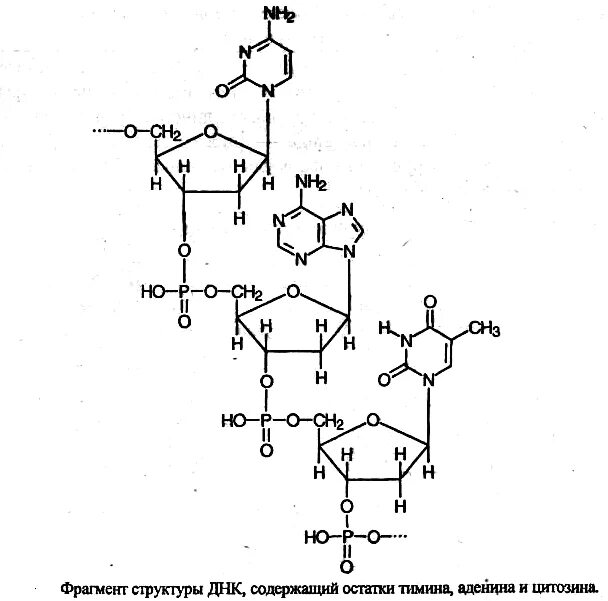 Фрагмент ДНК формула. Строение молекулы ДНК формула. Схема молекулы ДНК химическая структура. Строение ДНК формула химия.
