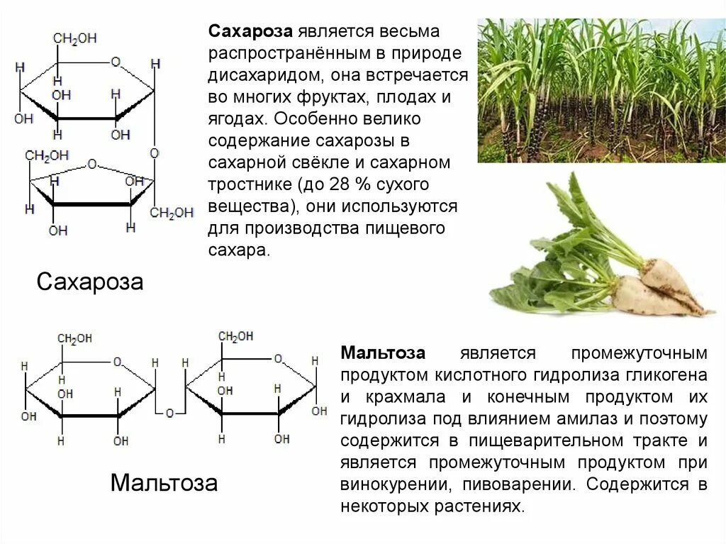 Для чего применяется сахароза