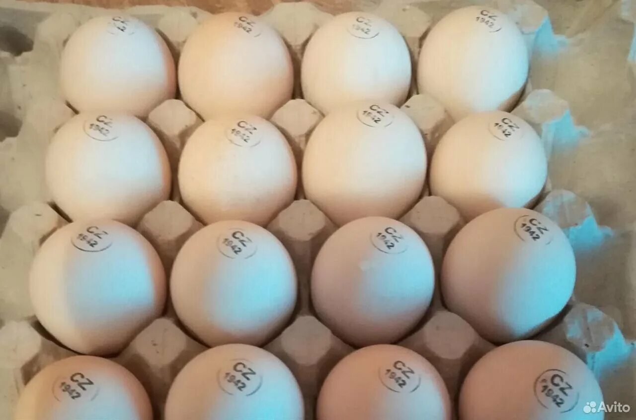 Инкубационное яйцо муларда купить. Инкубационное яйцо Кобб 500 Чехия. Яйцо Кобб 500 Чехия. Инкубационное яйцо Росс 308 Чехия. Маркировка инкубационного яйца Кобб 500 Чехия.