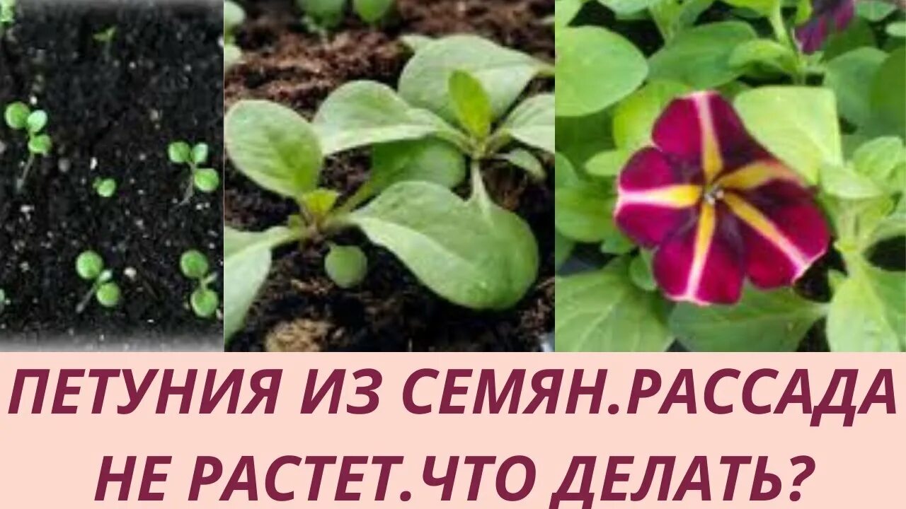 Всходы петунии. Петуния после всходов. Плохие всходы петунии. Плохо растет рассада петунии.