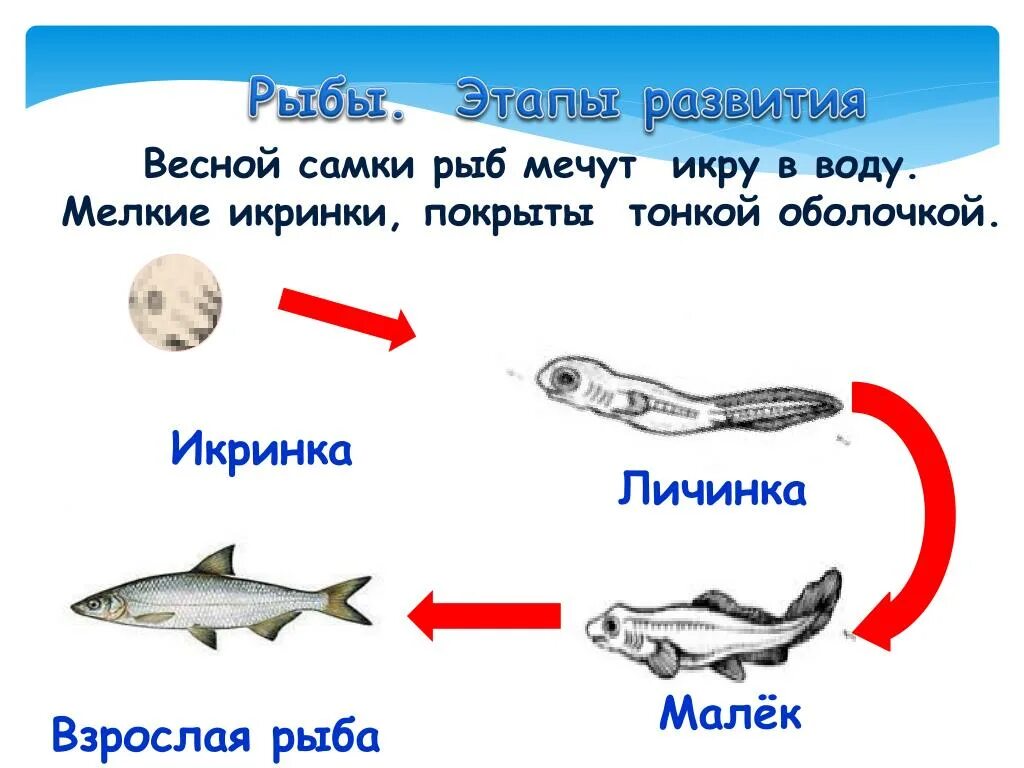 Жизненный цикл рыбы схема. Стадии развития рыбы схема. Фазы развития рыбы этапы. Размножение рыб схема. Размножение животных рыбы