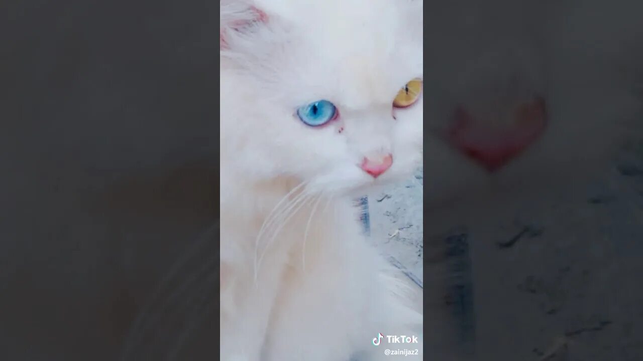 Кошка мята тик ток. Кошка из тик тока. Кошка софа из тик тока. Кошка София тик ток