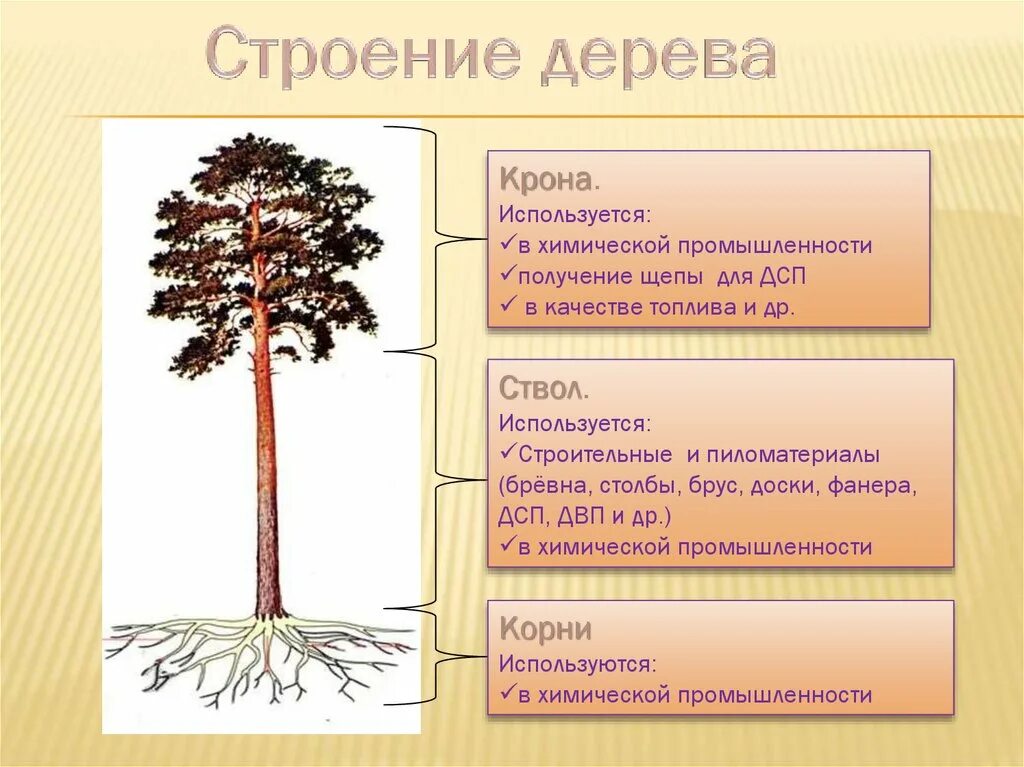 Строение дерева. Деревья строение дерева. Строение древесины. Особенности строения дерева. Урок дерево 8 класс