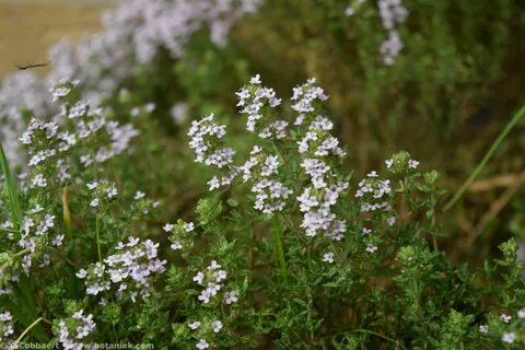 Thymus vulgaris