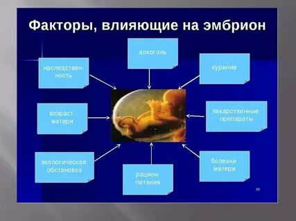Влияние внешней среды на развитие зародыша человека