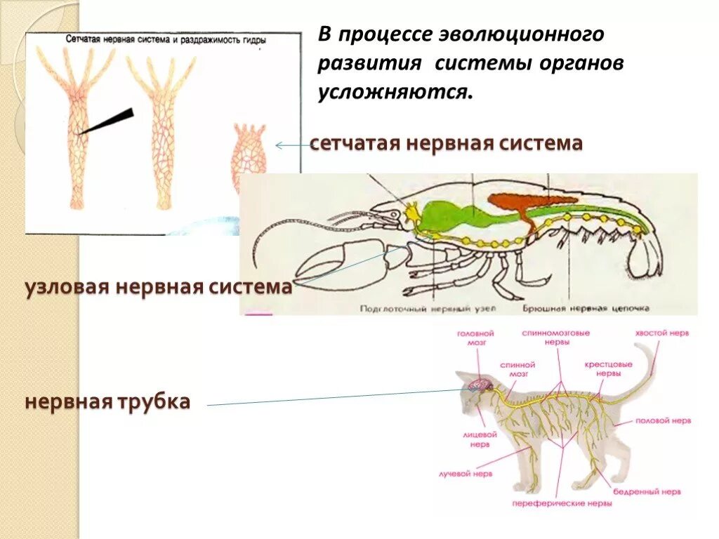 Общее строение организма животного это. Органы нервной системы животных. Системы органов животных схема. Схемы систем органов животных 7 класс. Схема нервной системы органов животных.