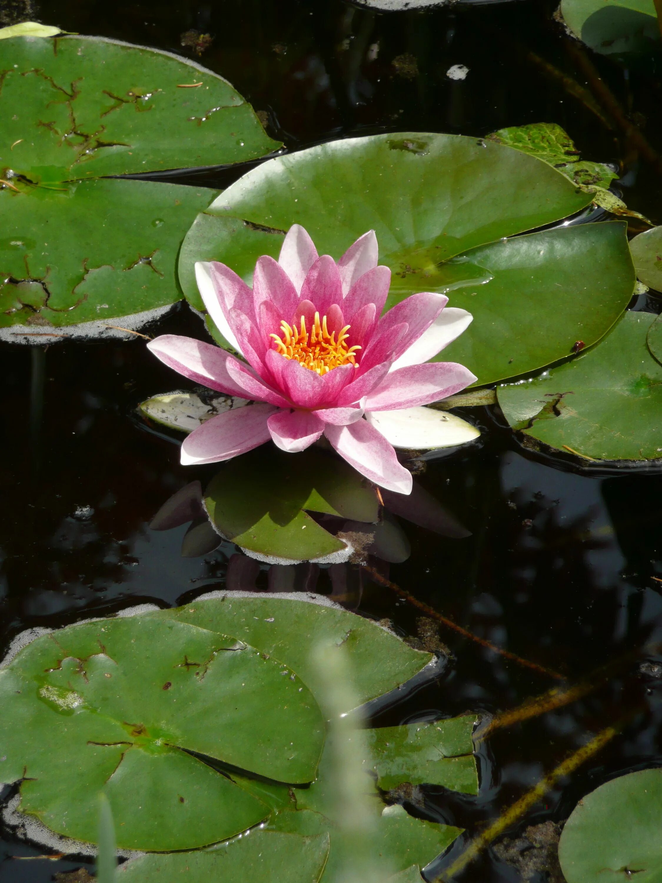 Нимфея фото. Нимфея. Водяная Лилия/Nymphaea. Кувшинка Лилия Лотос. Кувшинка нимфея.