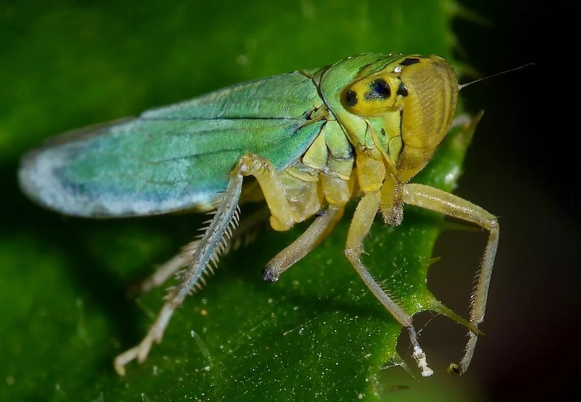 Как избавиться от цикад. Цикада зеленая цикадка зеленая. cicadella viridis - цикадка зеленая. злаковая цикада. хлебная цикадка.