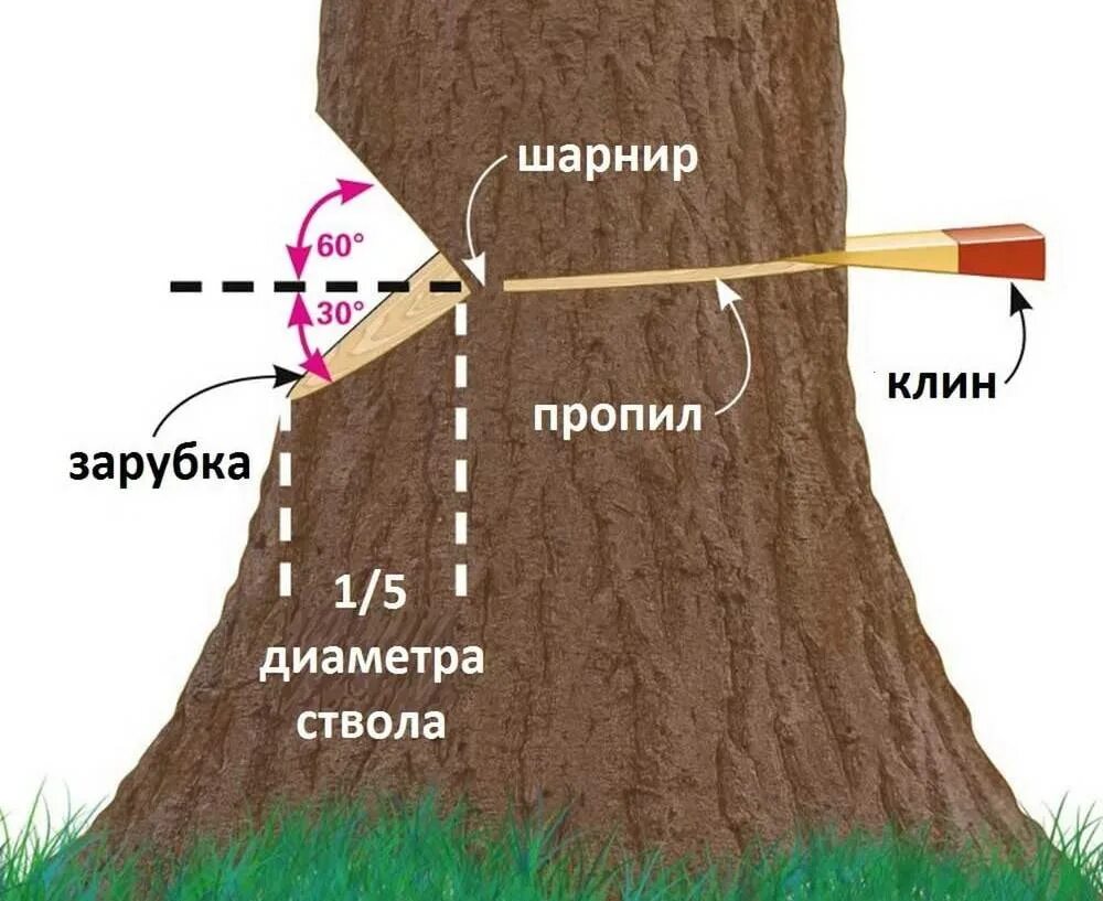 Можно ли на своем участке пилить деревья. Правильно спилить дерево бензопилой в нужном направлении. Схема Валки деревьев. Валка деревьев в нужном направлении. Запил для Валки деревьев.