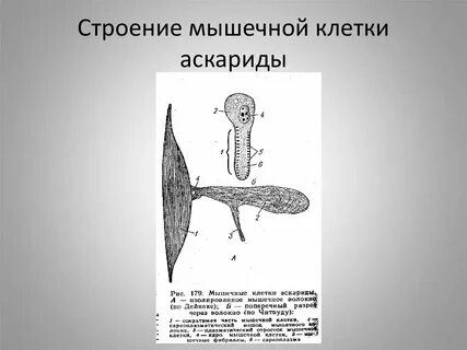 Мышечная клетка с одним ядром