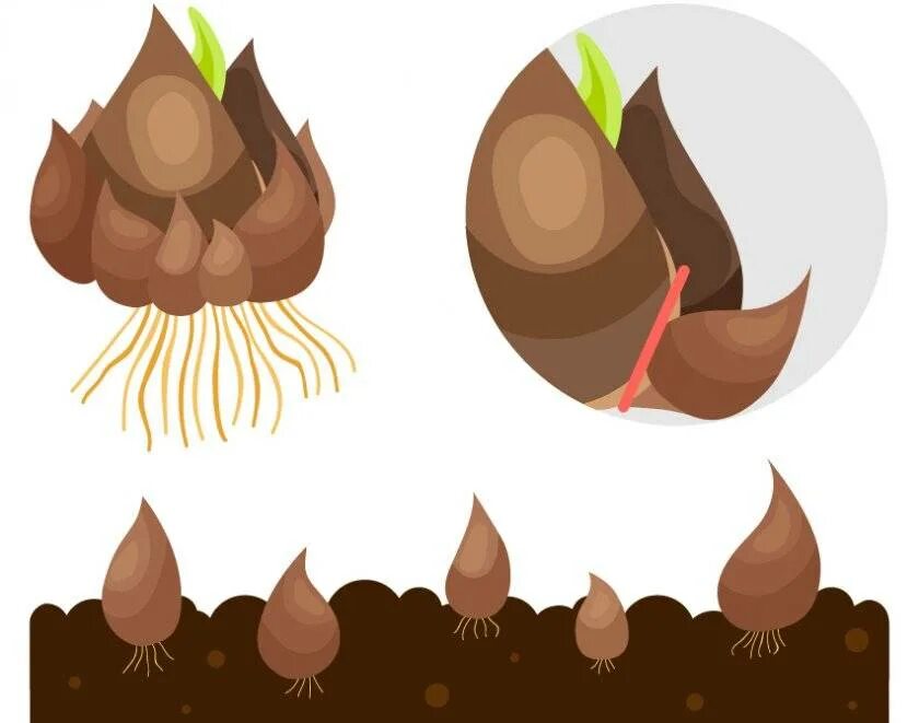 Вегетативное размножение растений луковицами описание. Луковицы тюльпанов размножаются. Вегетативное размножение тюльпана. Примеры бесполого размножения тюльпана. Вегетативное размножение клубнелуковицами.