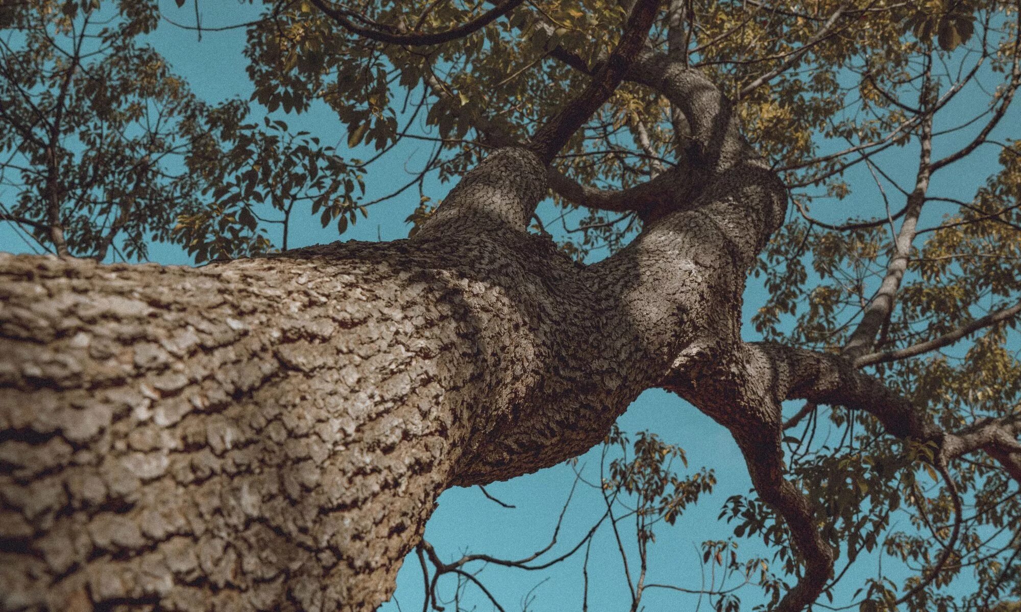Look at this tree