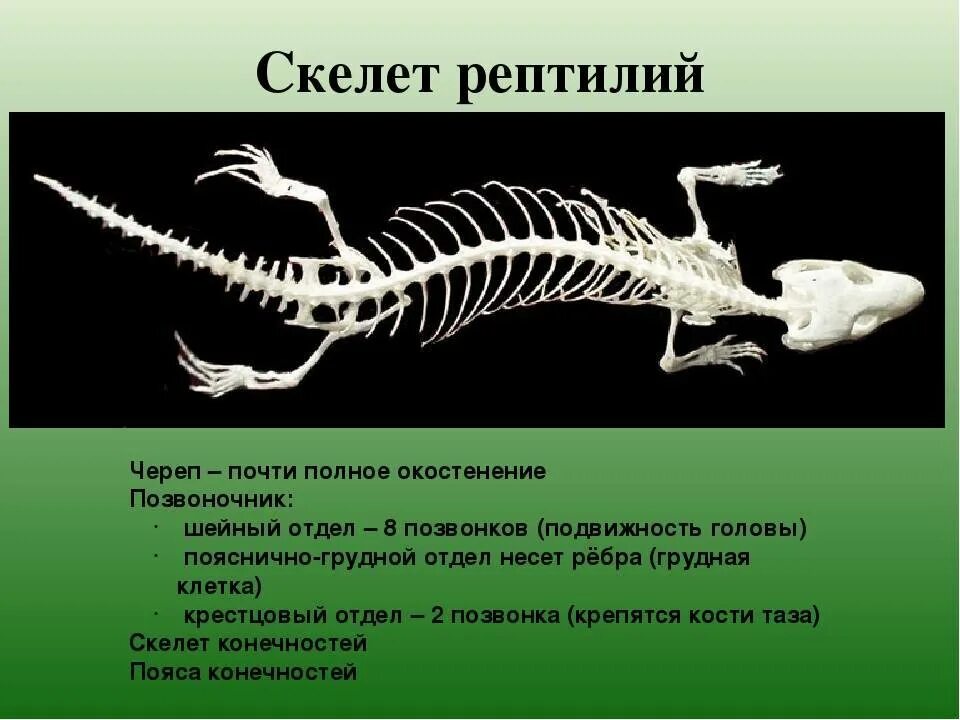 Строение позвоночника пресмыкающихся. Скелет Тритона и скелет рептилии. Осевой скелет рептилий. Скелет класса пресмыкающихся.