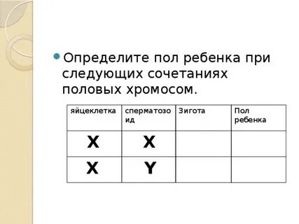 Сколько половых хромосом содержит яйцеклетка кролика