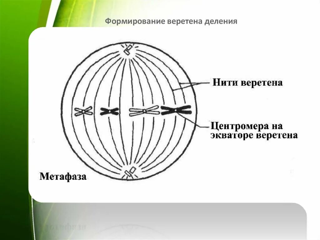 Метафаза митоза схема. Митотическое Веретено деления схема. Метафаза нити веретена деления. Метафаза схема деления.