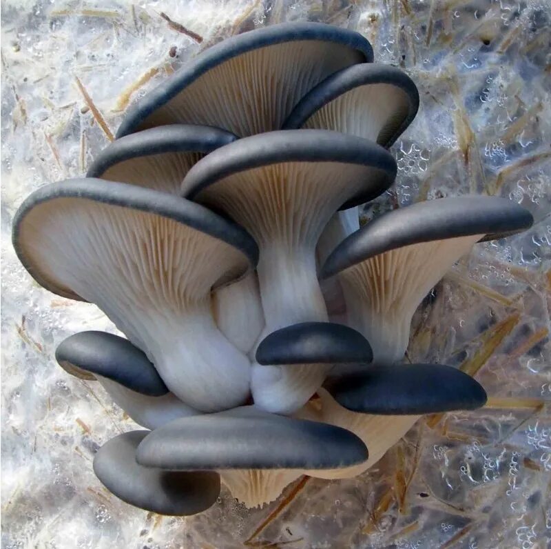 Как выглядят вешенки. Вешенка обыкновенная (Pleurotus ostreatus). Вешенка обыкновенная гриб. Вёшенка обыкновенная. Вёшенка обыкновенная грибы.